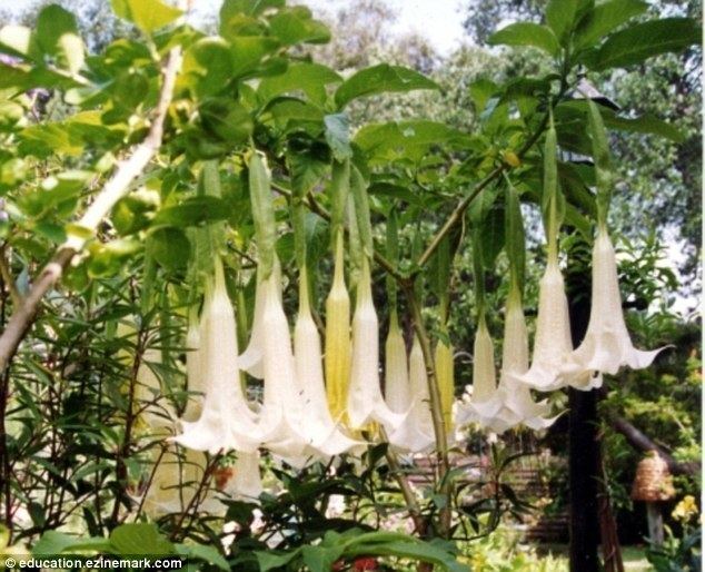 Hyoscine Scopolamine Powerful drug growing in the forests of Colombia that