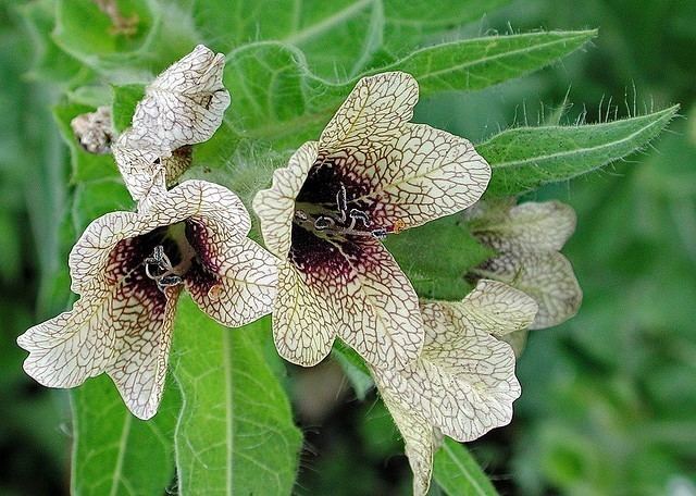 Hyoscyamus niger Buy Henbane Hyoscyamus niger Herbal Fire Botanicals