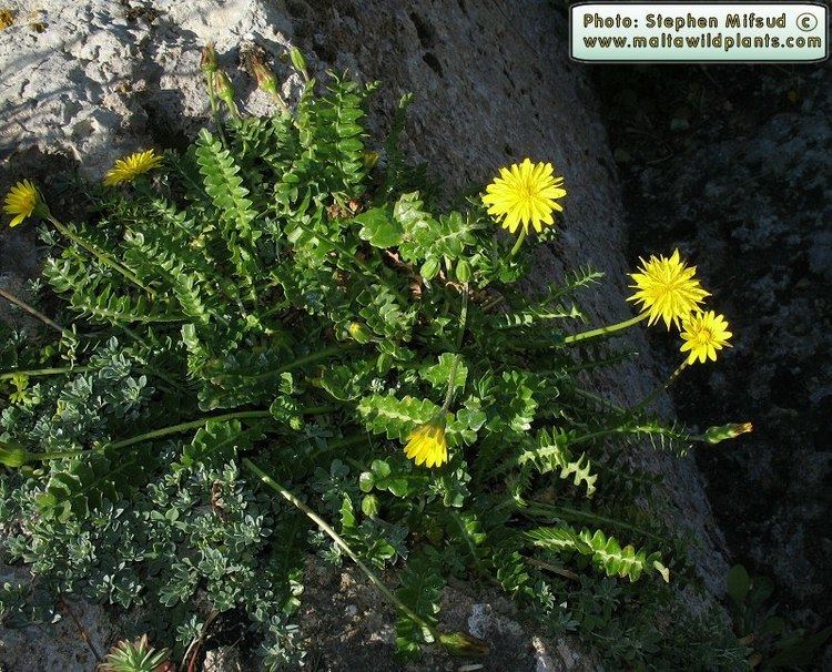 Hyoseris frutescens Wild Plants of Malta amp Gozo Plant Hyoseris frutescens Maltese