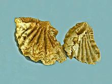 Hyotissa semiplana httpsuploadwikimediaorgwikipediacommonsthu
