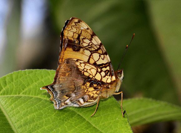 Hypanartia Butterflies of the Andes Hypanartia lethe