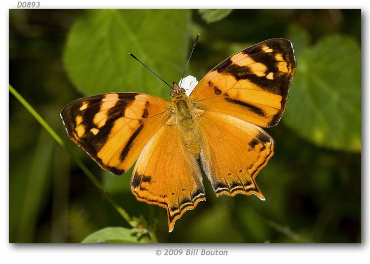 Hypanartia Hypanartia lethe live adults