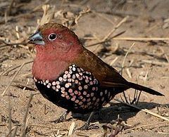 Hypargos (bird) httpsuploadwikimediaorgwikipediacommonsthu