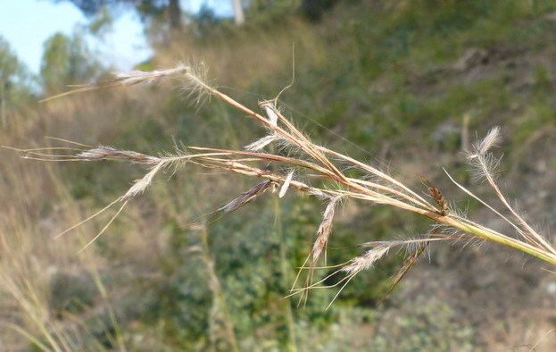 Hyparrhenia Hyparrhenia hirta Wikipedia