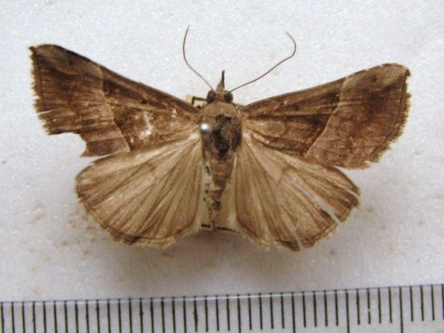 Hypena Hypena abyssinialis African Moths