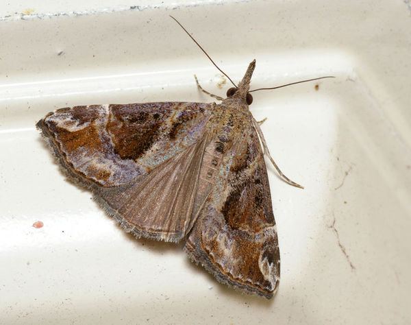 Hypena Hypena moth Hypena laceratalis