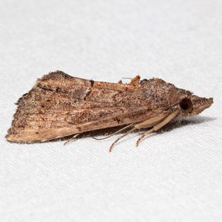 Hypena scabra Hypena scabra Green Cloverworm Moth Discover Life