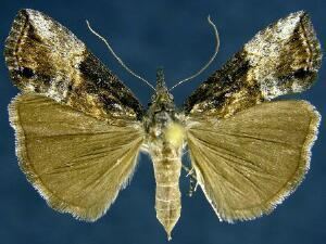 Hypena scabra Moth Photographers Group Hypena scabra 8465