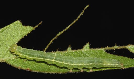 Hypena scabra Erebidae Green Cloverworm Moth Hypena scabra BugGuideNet