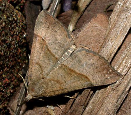 Hypeninae Hants Moths Erebidae Scoliopteryginae to Hypeninae