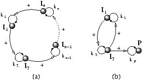 Hypercycle (chemistry) josep1