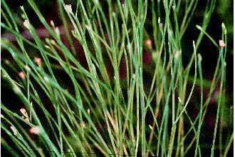 Hypericum gentianoides Plants Profile for Hypericum gentianoides orangegrass