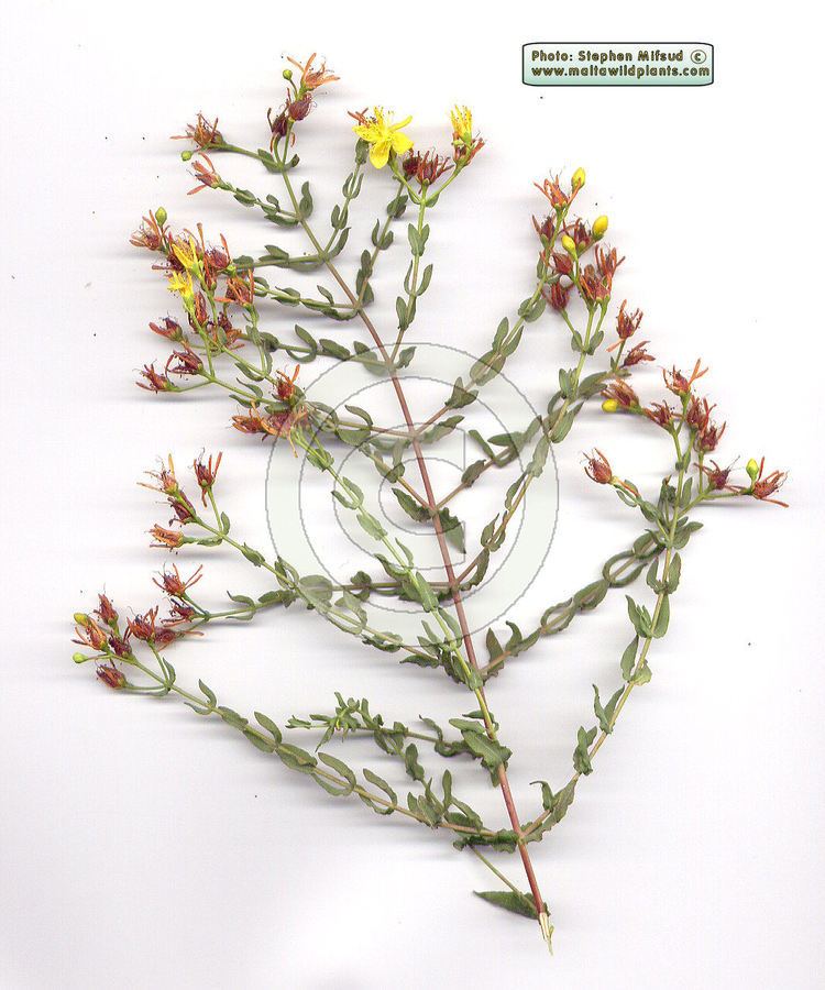 Hypericum triquetrifolium Wild Plants of Malta and Gozo Photos of Hypericum triquetrifolium