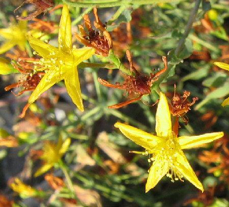 Hypericum triquetrifolium Wild Plants of Malta Plant Family Index