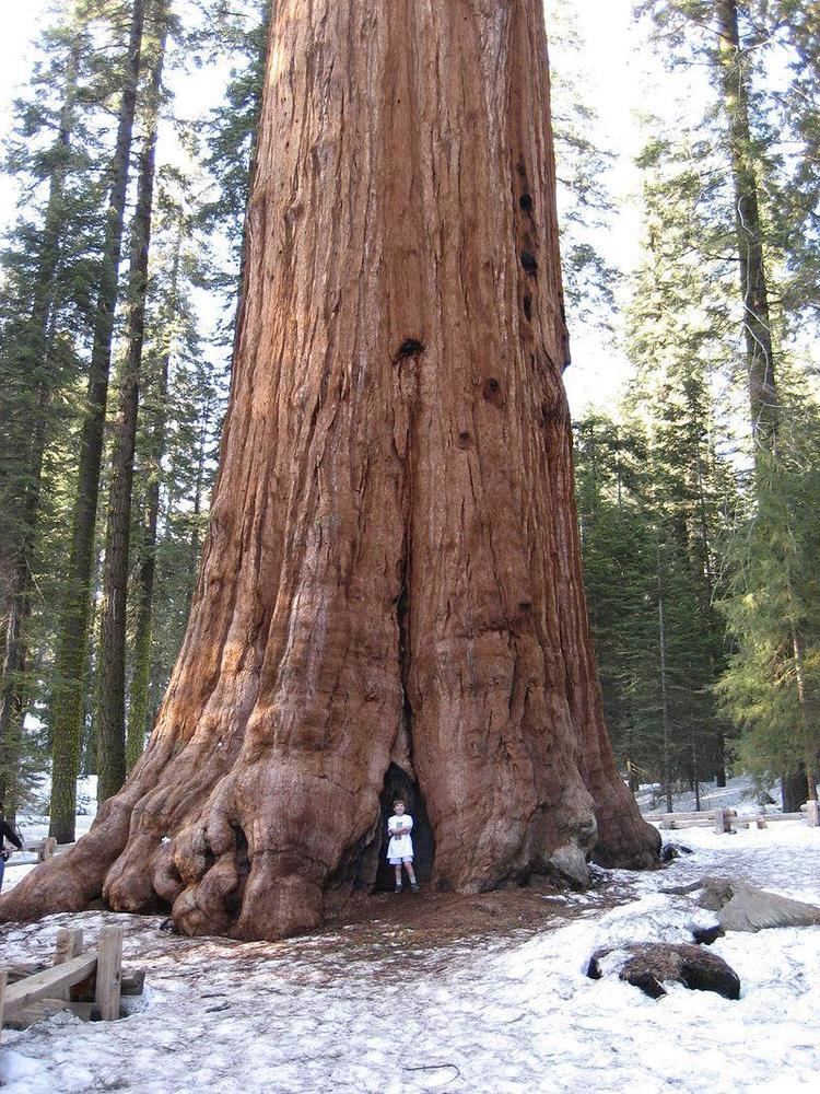 A boy posing at the front of the Hyperion the world's tallest known living tree