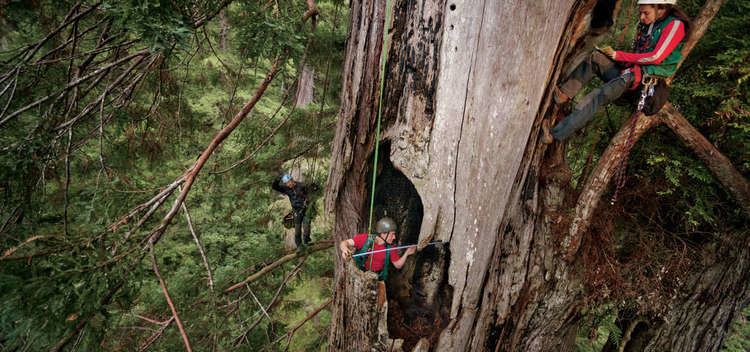 Humboldt State University scientist Steve Sillett and his team measure a fire cave in a massive redwood in Prairie Creek Redwoods State Park