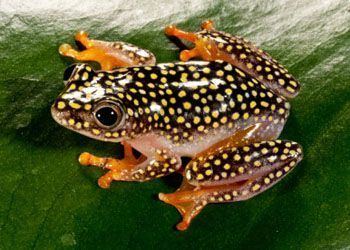 Hyperoliidae family Hyperoliidae bush sedge frogs Heterixalus alboguttatus