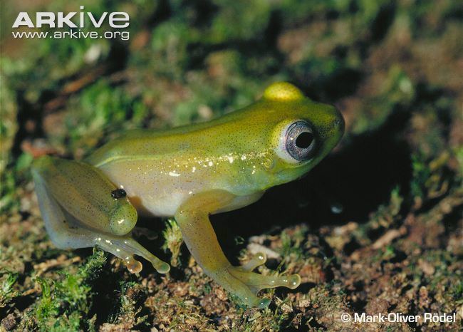 Hyperolius Reed frog videos photos and facts Hyperolius nienokouensis ARKive
