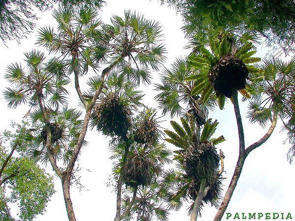 Hyphaene compressa Hyphaene compressa Palmpedia Palm Grower39s Guide