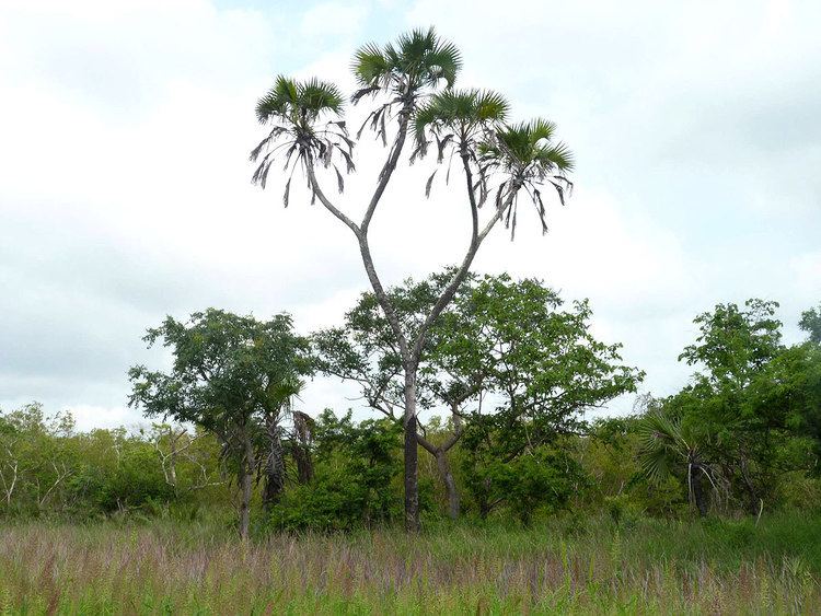 Hyphaene compressa Flora of Mozambique Species information individual images