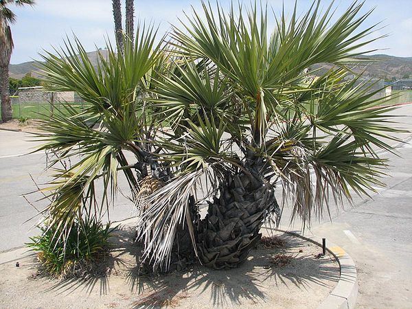 Hyphaene coriacea Hyphaene coriacea Palmpedia Palm Grower39s Guide