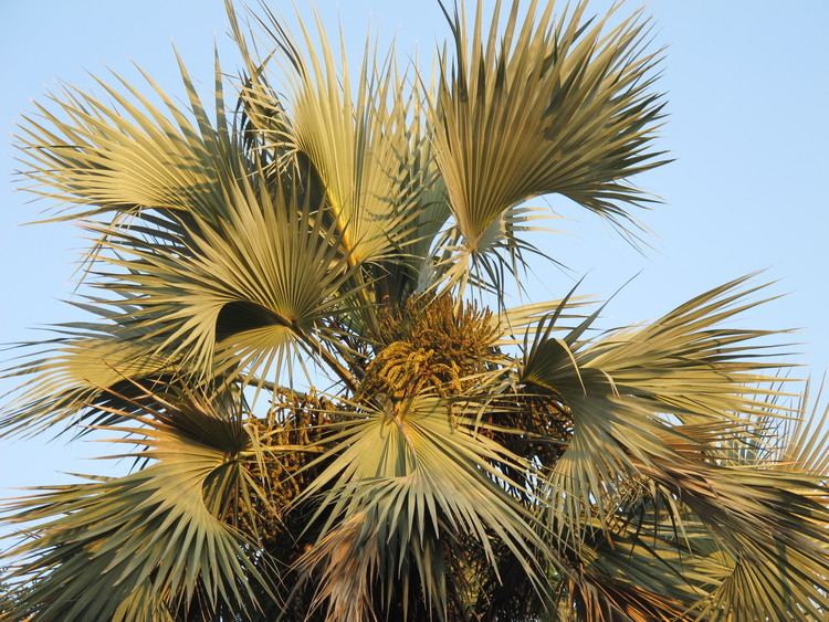 Hyphaene coriacea Other palms Palms of Africa