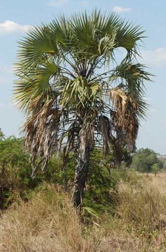 Hyphaene petersiana Hyphaene petersiana Northern lala palm Real fan palm