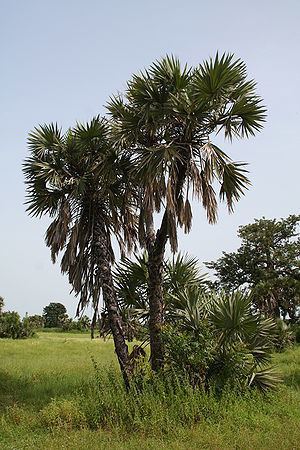 Hyphaene thebaica Hyphaene thebaica Palmpedia Palm Grower39s Guide