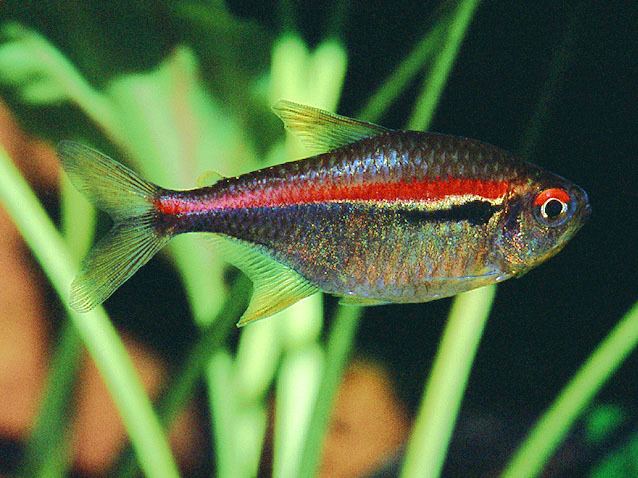 Hyphessobrycon Fish Identification