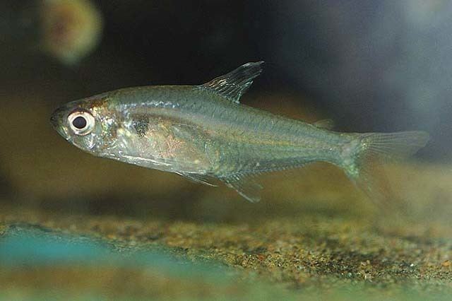 Hyphessobrycon Fish Identification