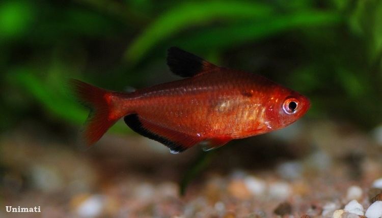 Hyphessobrycon Hyphessobrycon eques Serpae Tetra Hyphessobrycon callistus