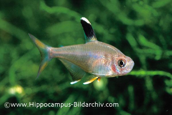 Hyphessobrycon Hyphessobrycon rosaceus Rosy Tetra Seriously Fish