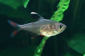 Hyphessobrycon httpsuploadwikimediaorgwikipediacommonsthu