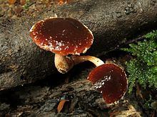 Hypholoma brunneum httpsuploadwikimediaorgwikipediacommonsthu