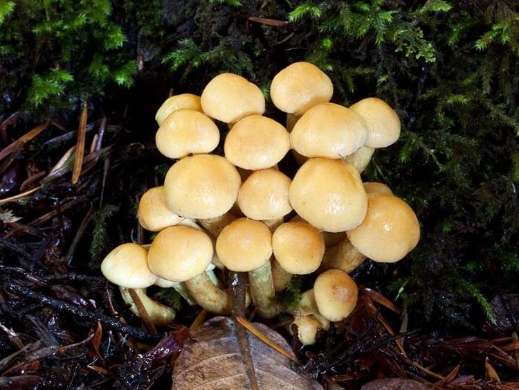 Hypholoma fasciculare California Fungi Hypholoma fasciculare