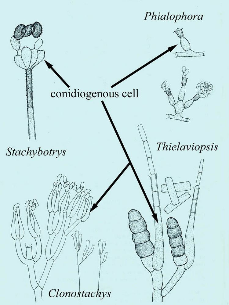 Hyphomycetes Hyphomycetes phialosporae 2 diagrams