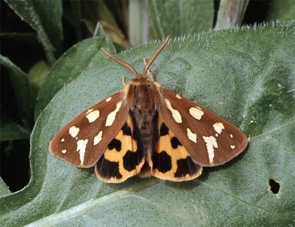 Hyphoraia aulica European Lepidoptera and their ecology Hyphoraia aulica