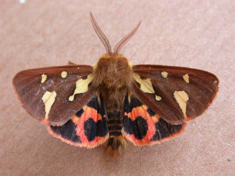 Красная моль. Медведица Аулика (Hyphoraia Aulica). Бабочка Медведица буро желтая. Мохнатая бабочка. Большая коричневая бабочка.