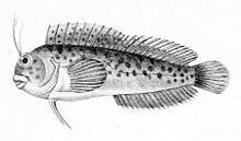 Hypleurochilus fissicornis httpsuploadwikimediaorgwikipediacommonsthu