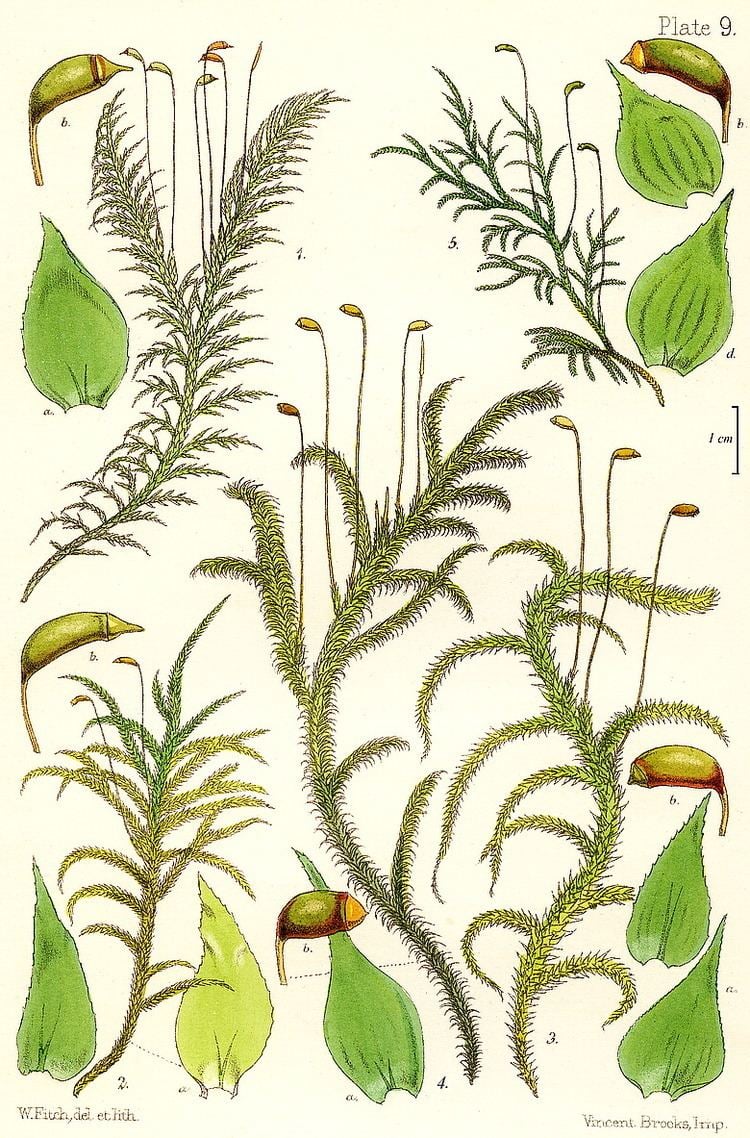 Hypnaceae British Mosses Hypnaceae
