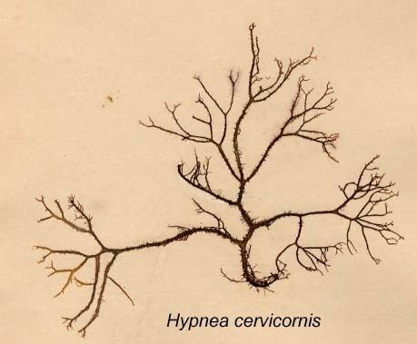 Hypnea Hypnea cervicornis
