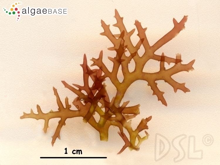 Hypnea Hypnea pannosa JAgardh Algaebase