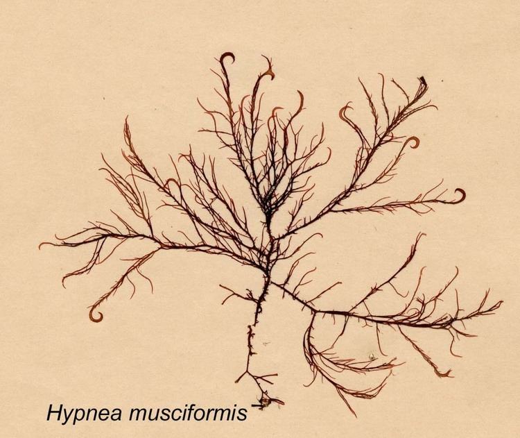 Hypnea Hypnea musciform