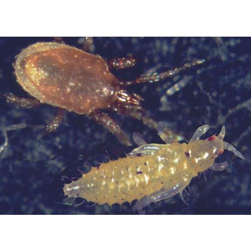 Hypoaspis miles Miles Mite against soil insects