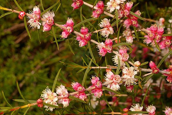 Hypocalymma angustifolium