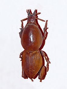 Hypocephalus armatus httpsuploadwikimediaorgwikipediacommonsthu