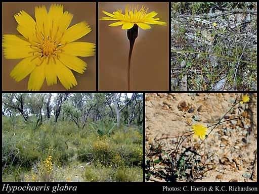 Hypochaeris glabra Hypochaeris glabra L FloraBase Flora of Western Australia