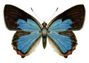 Hypochrysops delicia