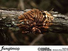 Hypocreopsis amplectens httpsuploadwikimediaorgwikipediacommonsthu