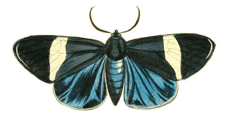 Hypocrita pylotis